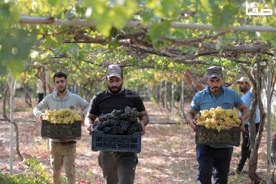 080823_GAZA_AD_00 (44)