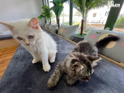 WhatsApp Image 2023-08-19 at 11.50.14 AM (2)