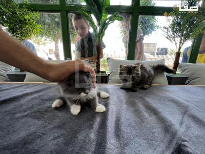 WhatsApp Image 2023-08-19 at 11.50.13 AM (3)