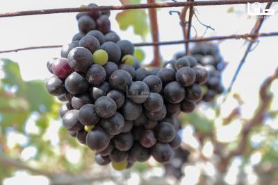 080823_GAZA_AD_00 (23)