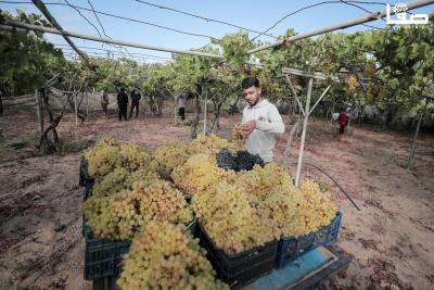 080823_GAZA_AD_00 (32)