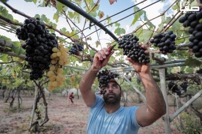 080823_GAZA_AD_00 (2)