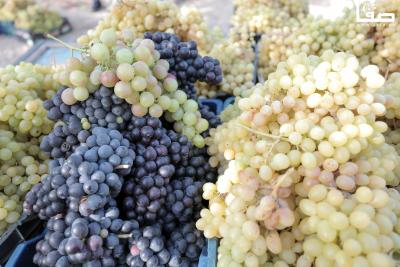 080823_GAZA_AD_00 (34)