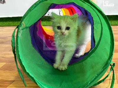 WhatsApp Image 2023-08-19 at 11.50.15 AM (1)