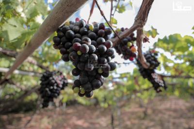 080823_GAZA_AD_00 (22)