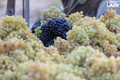 080823_GAZA_AD_00 (50)