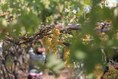 080823_GAZA_AD_00 (40)