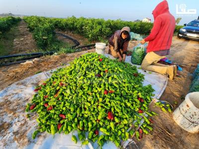 WhatsApp Image 2023-09-09 at 9.35.59 AM (1)