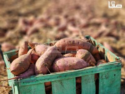 WhatsApp Image 2023-09-06 at 11.28.19 AM (2)