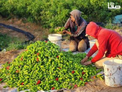 WhatsApp Image 2023-09-09 at 9.35.59 AM