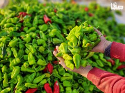 WhatsApp Image 2023-09-09 at 9.35.59 AM (2)