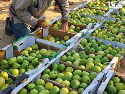 WhatsApp Image 2023-09-06 at 11.29.50 AM (1)