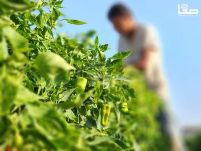 WhatsApp Image 2023-09-09 at 9.35.53 AM