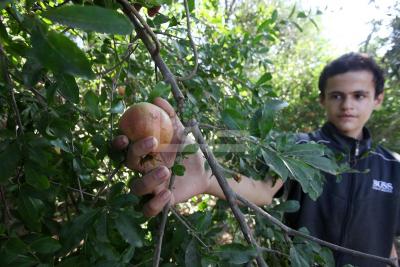 030923_GAZA_OSH_00 (22)