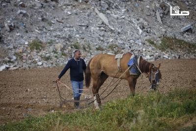 140425_EL-Bureij_MS_00(10)