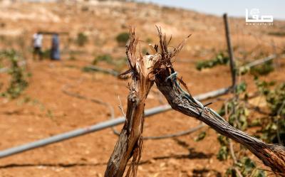 080825_Hebron_MW_00(15)