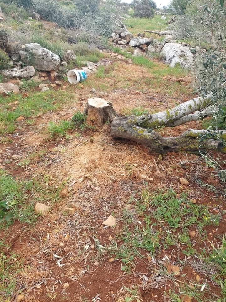 تقطيع أشجار 2.jpg