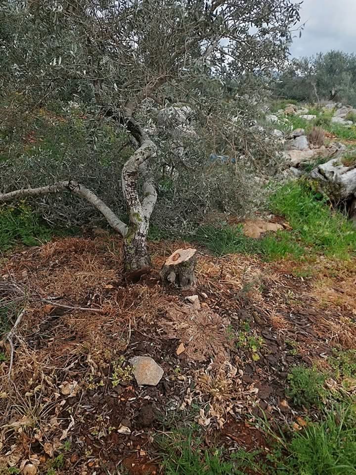 تقطيع الأشجار