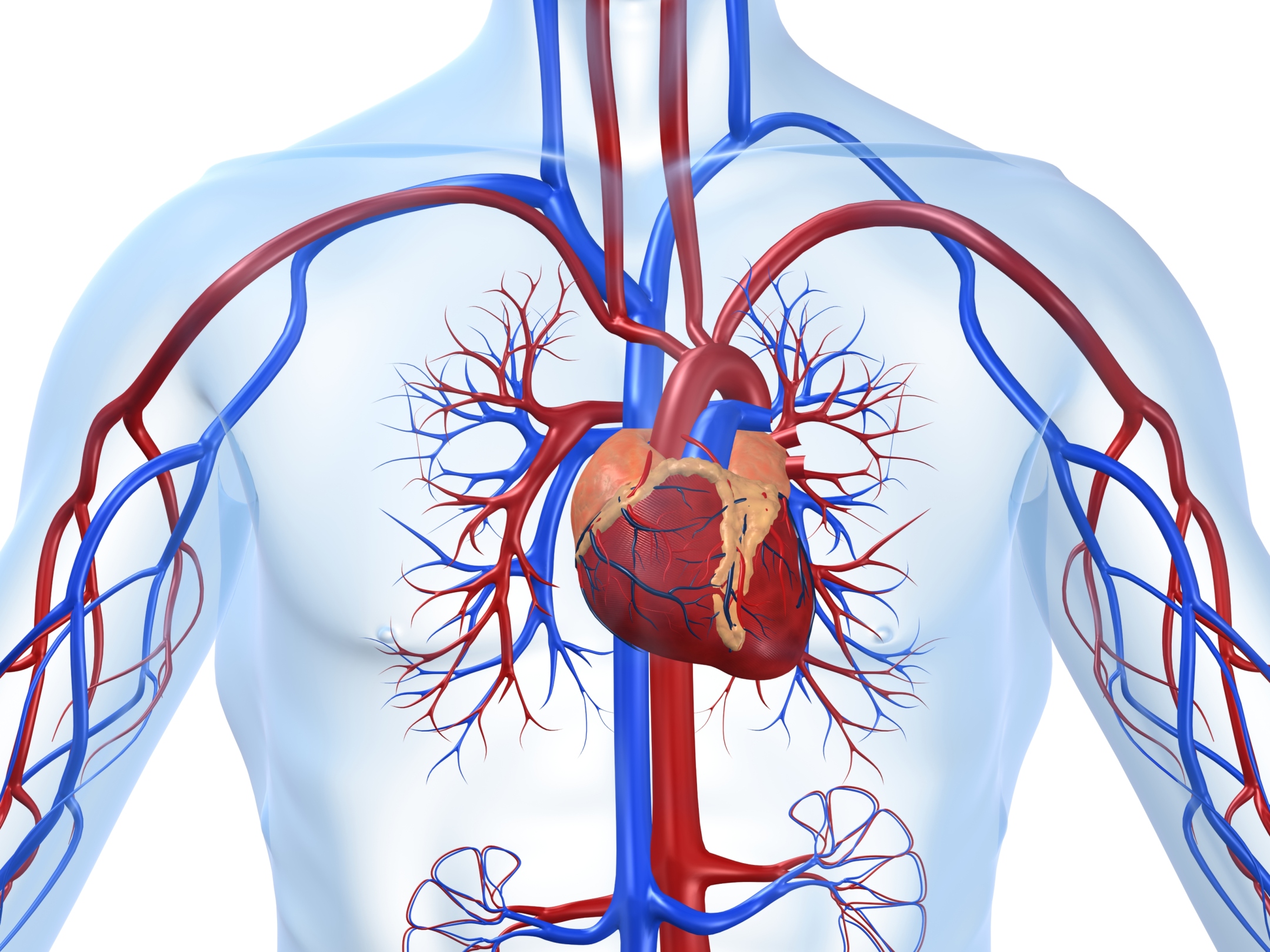Роль кровообращения в организме. Сердечно-сосудистая система человека анатомия. Сердечно сосудистая система анатомия. Сердечно сосудистая система кровоснабжение. Сосуды ССС человека анатомия.